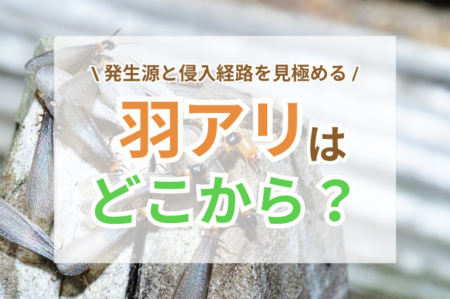 羽アリはどこから入ってくる？発生源と侵入経路を見極めるポイント