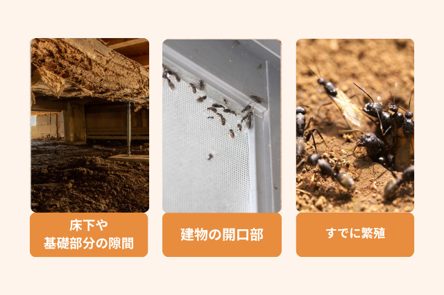 羽アリの侵入経路には、床下などの基礎部分、建物の開口部がありすでに巣がつくられている可能性もあります。
