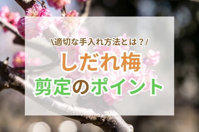 しだれ梅の剪定時期と注意点・花を楽しむための基本的な知識を知ろう！