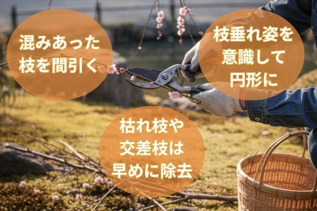 しだれ梅_剪定ポイント