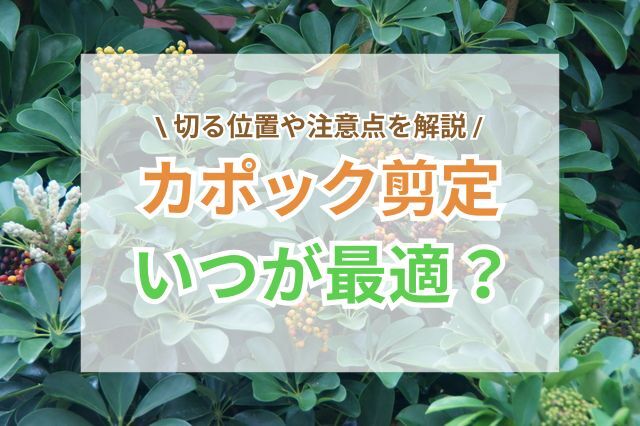 カポック剪定｜最適な時期・切る位置や注意点を解説