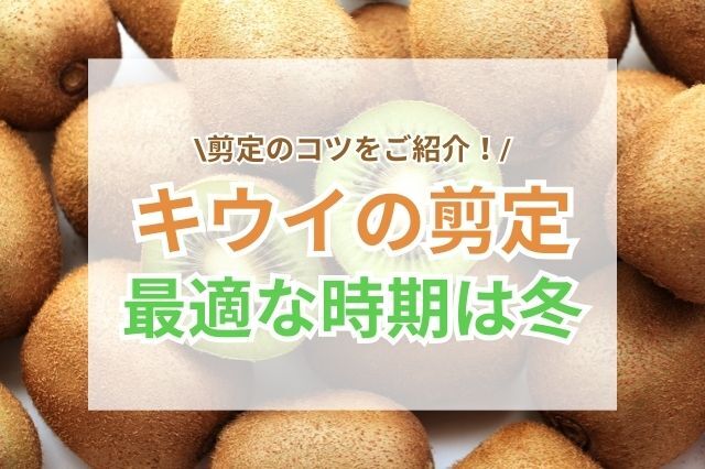 キウイの剪定の最適な時期は冬と夏？｜実をつけるための整え方