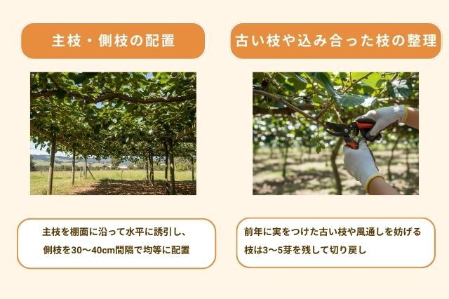 キウイ剪定 ポイント