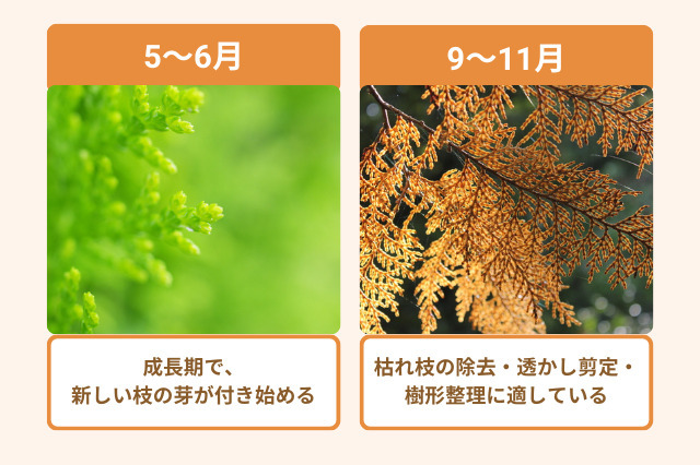 ヒバの剪定に適した時期は、5～6月と、9～10月です。