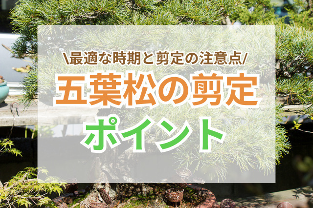五葉松の剪定ポイント｜形を保ち健康に育てるために
