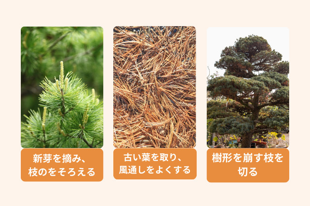 五葉松の剪定の基本的な考え方は、新芽を摘み枝の長さを整える、枯れ葉を書き出し、風通しを良くする、樹形を崩す枝葉根元から切るの3点
