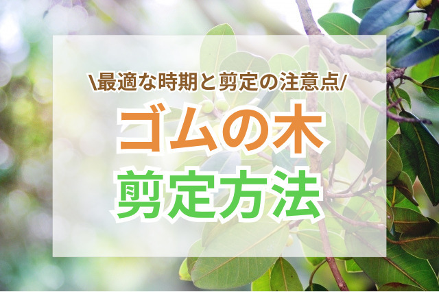 ゴムの木の剪定方法｜大きくなりすぎた枝を整えるコツ