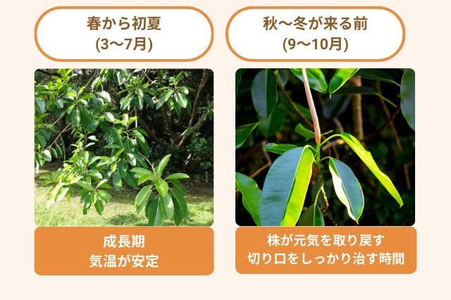 ゴムの木の剪定に最適な時期は、春から初夏にかけての3-7月と、冬になる前9-10月です。