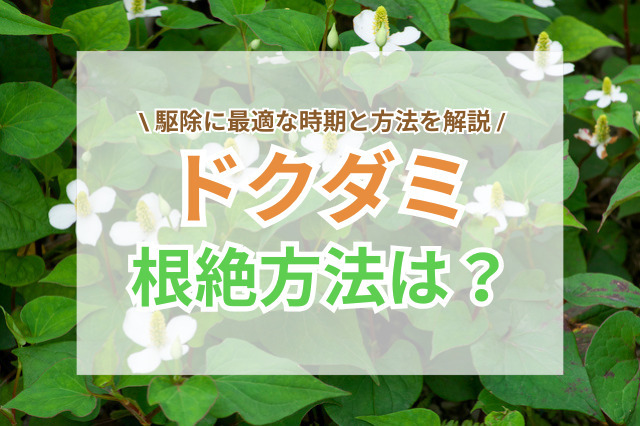 ドクダミ駆除の最適時期と根絶方法｜地下茎まで枯らす対策や予防策とは