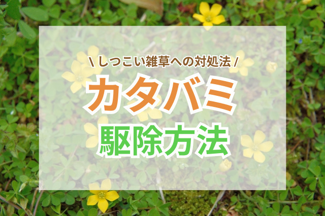カタバミをしっかり駆除したい！しつこい雑草への対処法