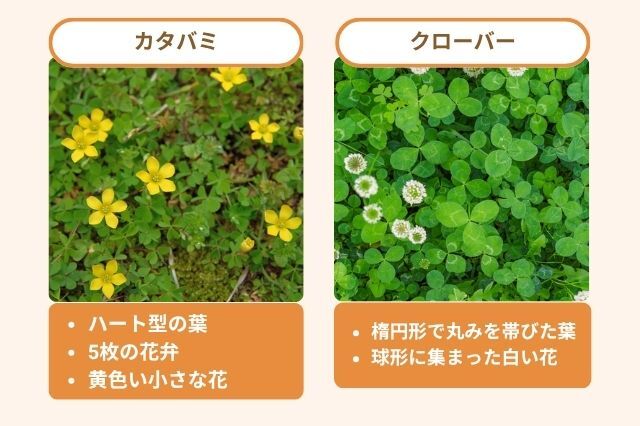 カタバミとクローバーの違い ハート型の葉 5枚の花弁 黄色い小さな花 楕円形で丸みを帯びた葉 球形に集まった白い花
