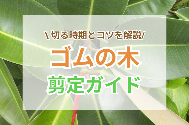 ゴムの木の剪定ガイド｜切る時期とコツをわかりやすく解説