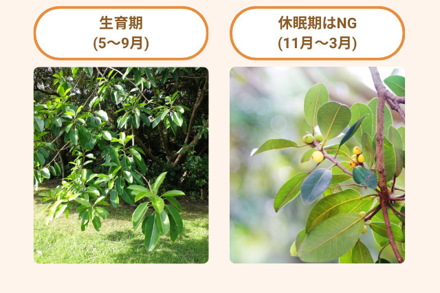 剪定に適した時期とタイミングは、5〜9月の生育期です。冬の間はNG。