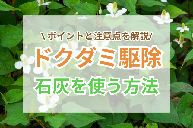 ドクダミ駆除に石灰を使う際のポイントと注意点