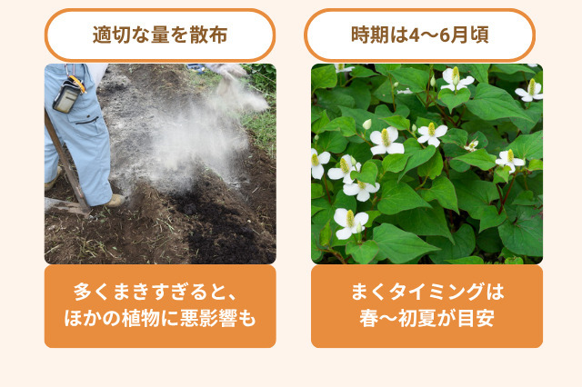 石灰を使用する際の注意点は、多くまきすぎると、ほかの植物に悪影響がある点と、まくタイミングは春〜初夏が目安