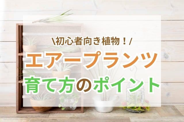 初心者向きのハリシー